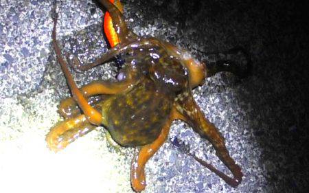 タコ焼きやりたいからタコ釣ってきてと頼まれ…